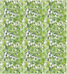 ��ǰ�̹���